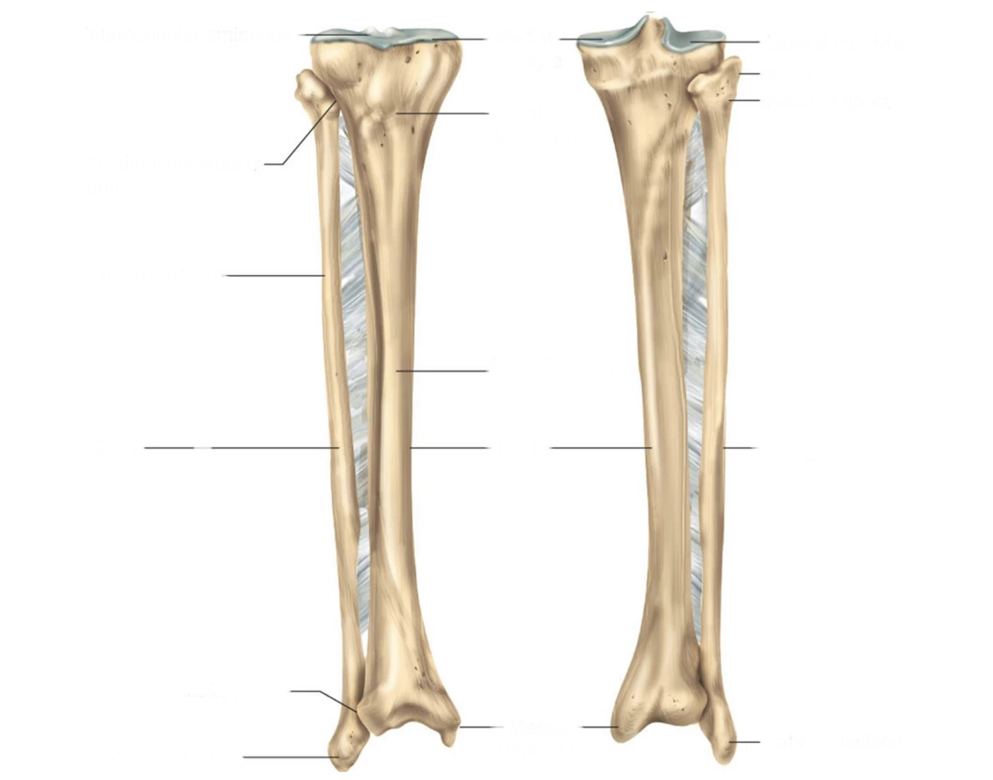 GAP1 2024 Fibia and TIbia landmarks — Printable Worksheet