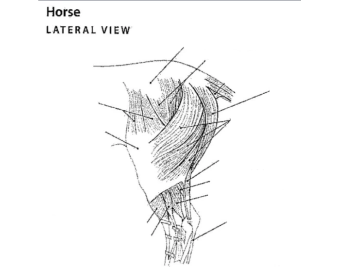 Horse Proximal Pelvic Limb Structures Lateral View Printable Worksheet Horse Proximal Pelvic Limb Structures Lateral View Printable Worksheet