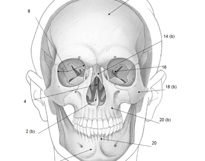 skull diagram front — Printable Worksheet Skull diagram front — Printable Worksheet