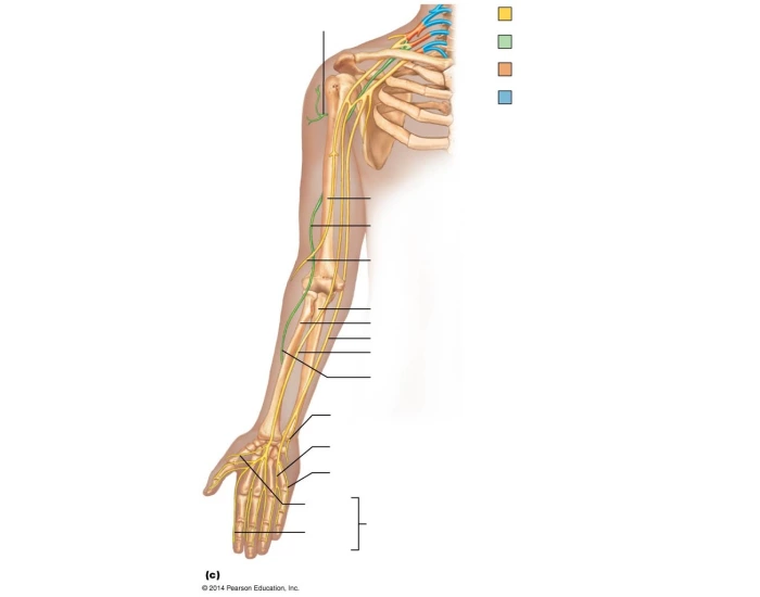 brachial plexus and arm nerves labeling Quiz