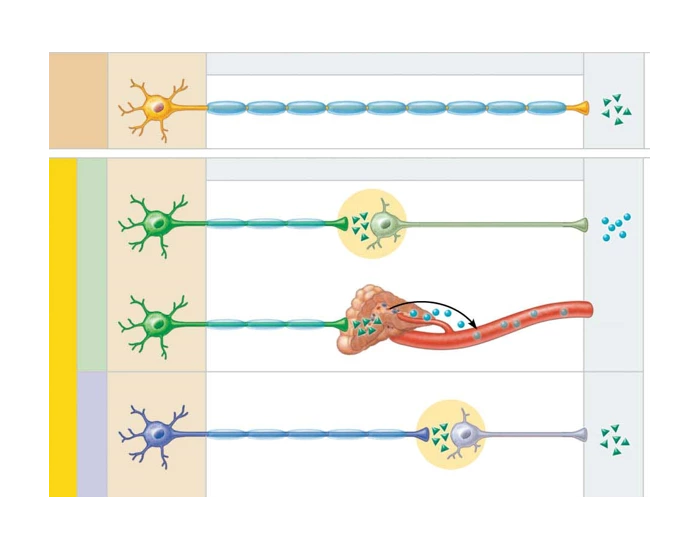 Autonomic Nervous System Pathways Quiz