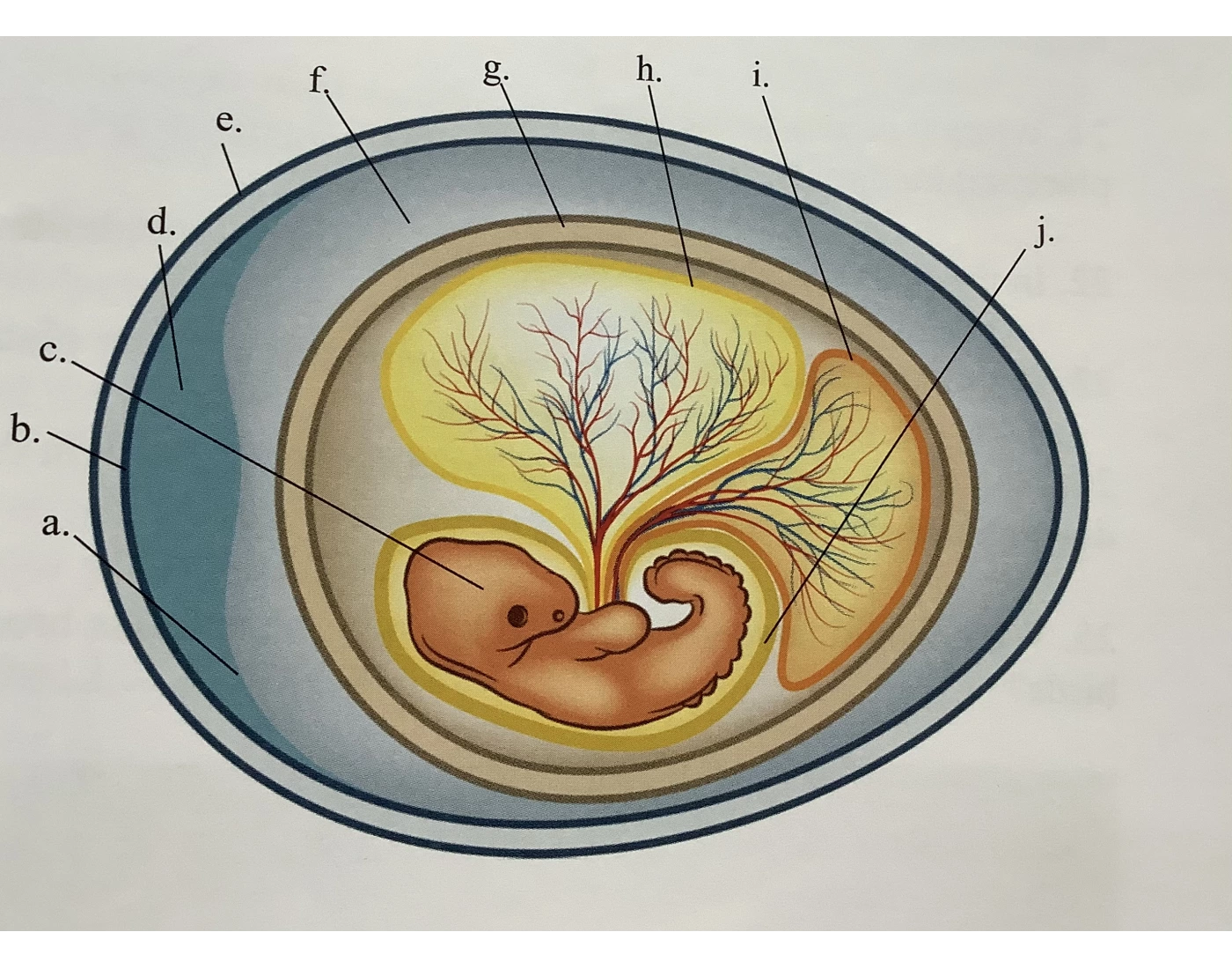 Diagram of an amniotic egg — Printable Worksheet