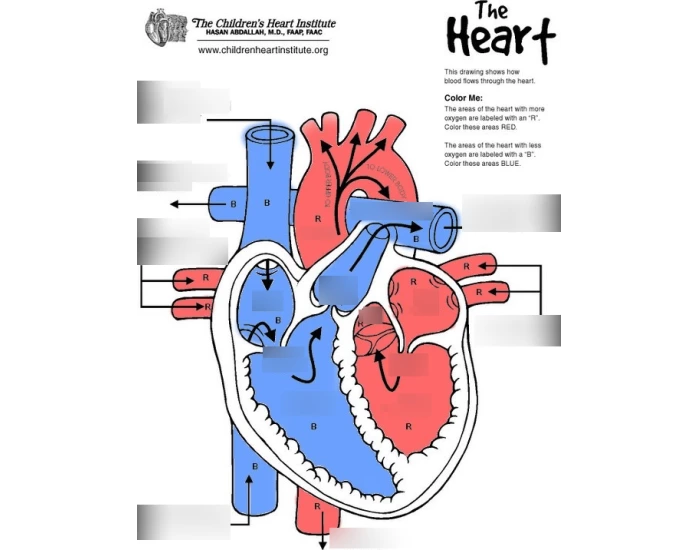 The Children´s Heart Institute; The Heart Quiz