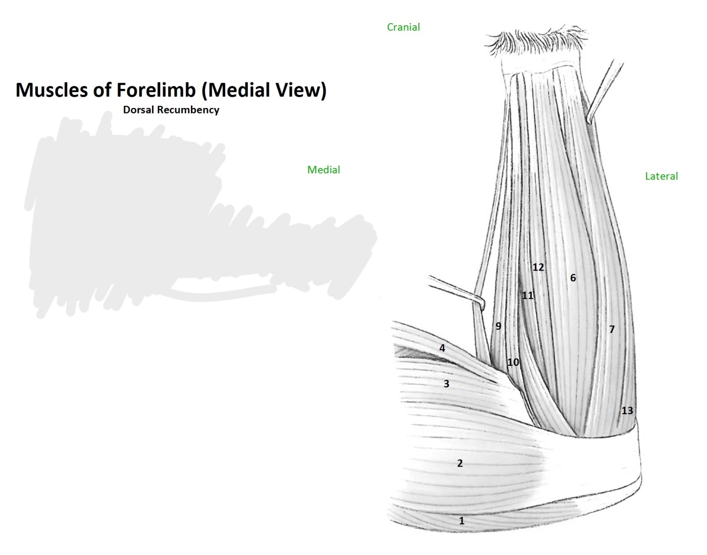 Forelimb Varus forelimb muscle Quiz