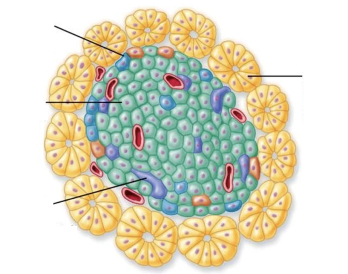 Islet Structure Structure of Pancreatic Islet (Islet of Langerhan) Quiz