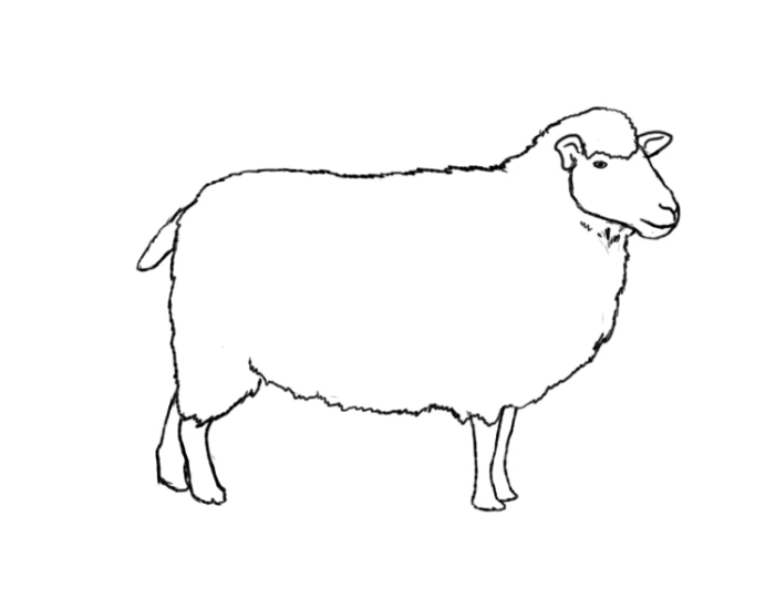 Sheep Basic Anatomy Quiz