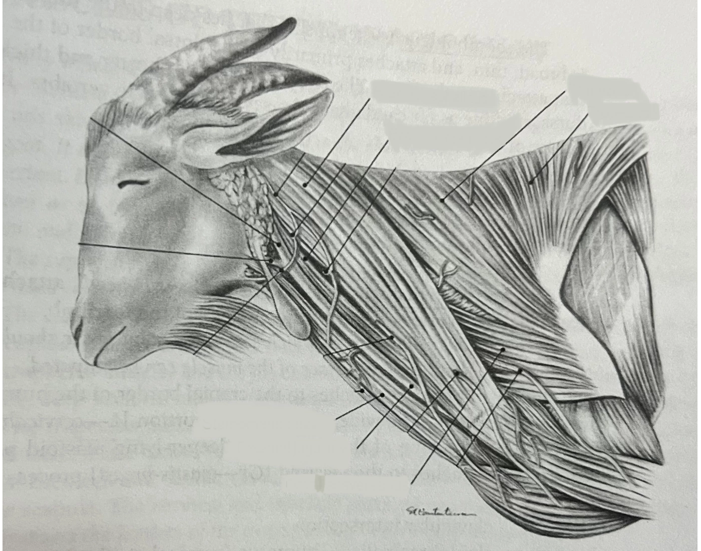 Goats Neck superficial muscles of the goat neck Quiz