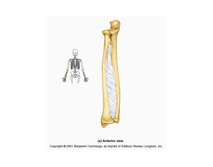 Radius With Labels Radius x ulna label Quiz