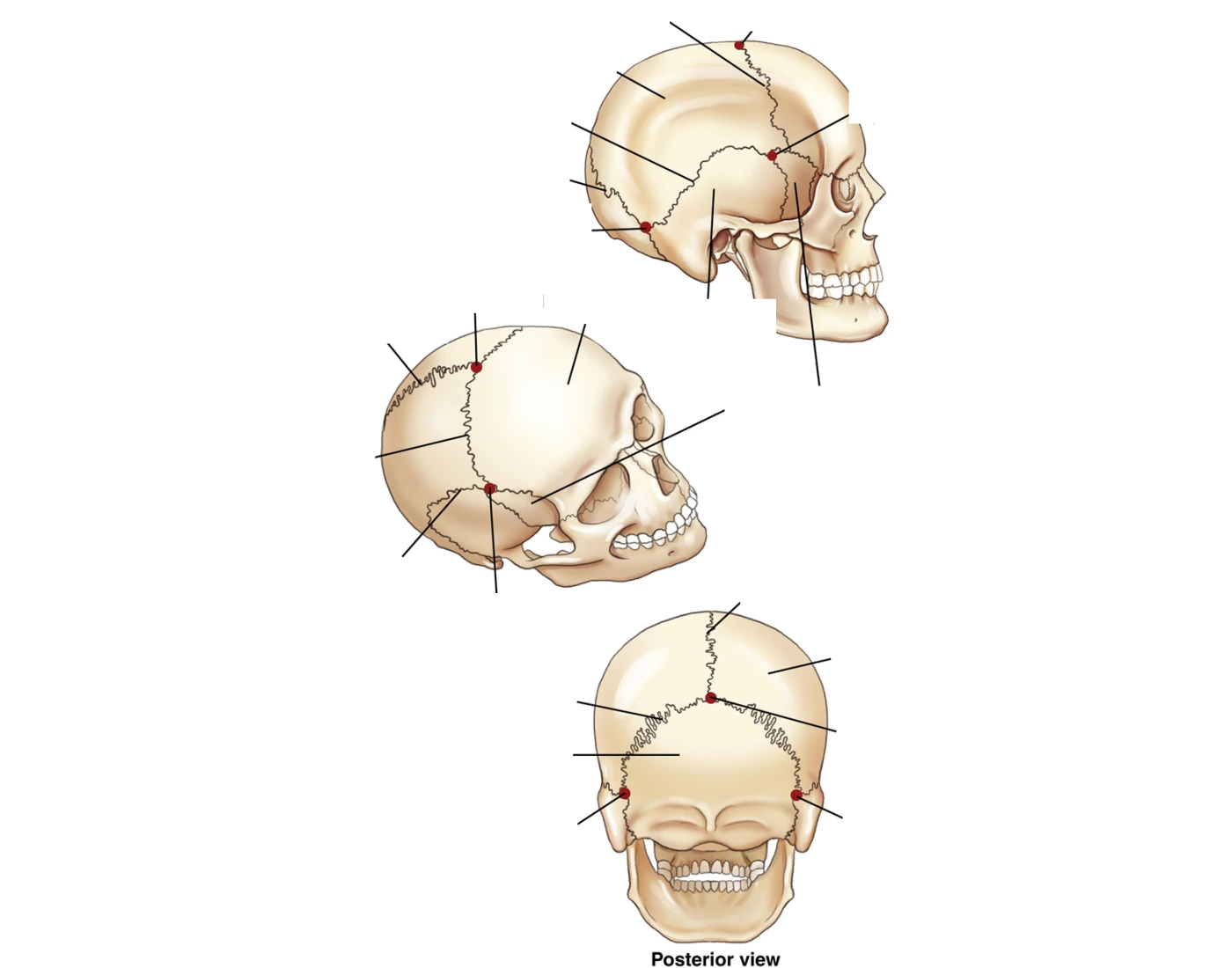 Adult Cranial Sutures Fibrous Joints Quiz 4690