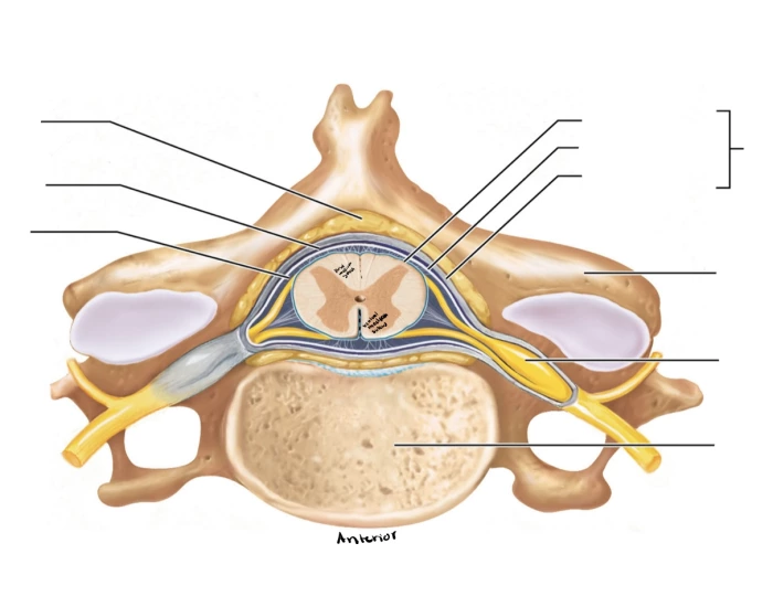 cervical-vertebra-and-spinal-cord-printable-worksheet