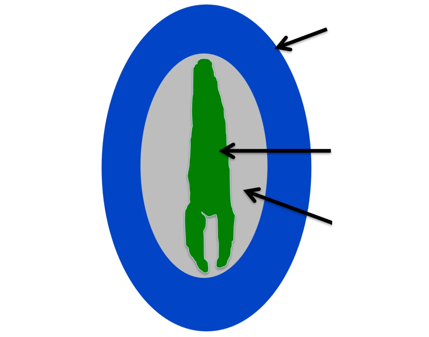 gymnosperm-seed-quiz