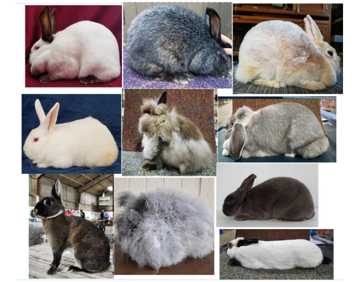 ARBA breed ID practice — Printable Worksheet