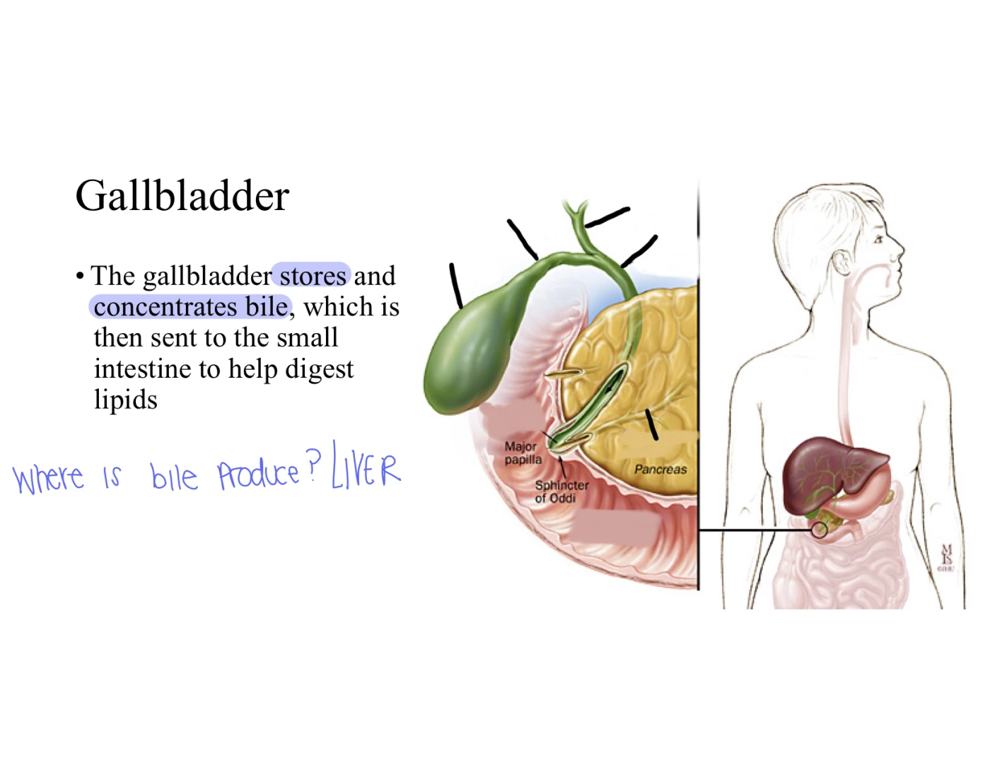 Gallbladder Quiz