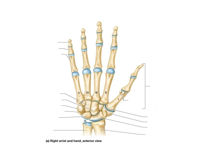 Key Hand Structures Hand Structures Quiz