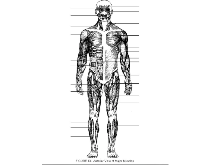 Major Muscles Quiz
