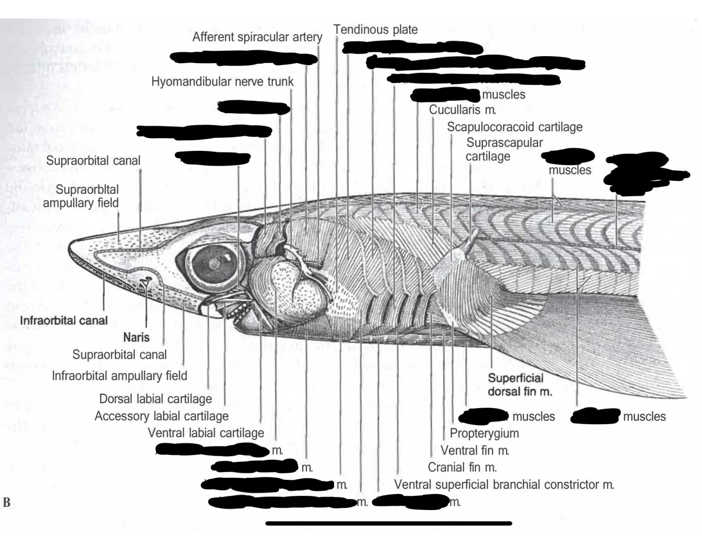 Lateral View Musculature of Dogfish Quiz