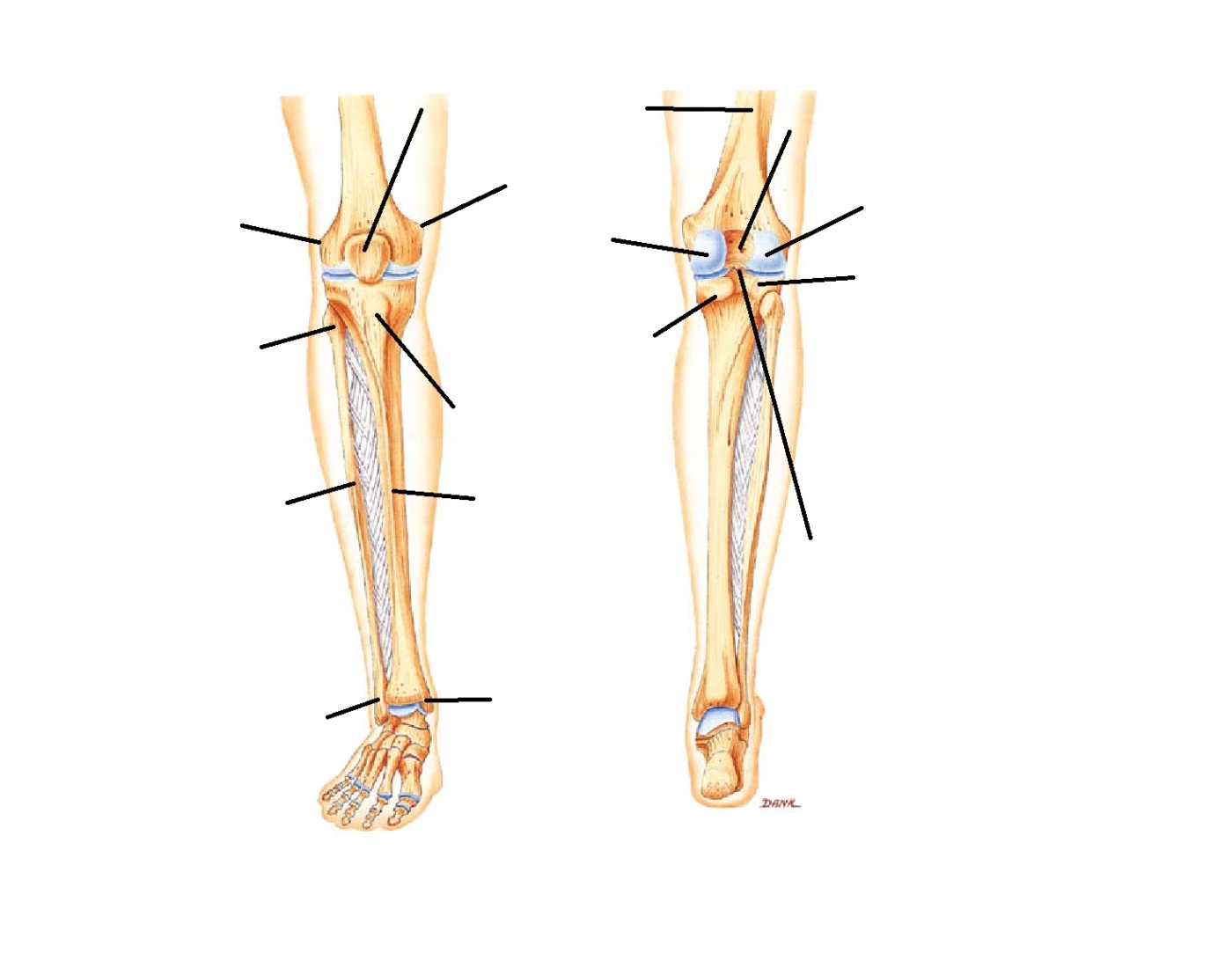 AP Tibia and Fibula knee region Quiz