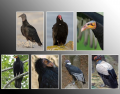 New World Vultures (Condors)