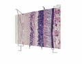 Histology in Layers of the Retina