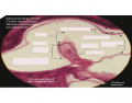 Semicircular Canals Histology