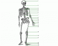 Skeleton Quiz