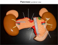 Pancreas Posterior