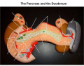 Pancreas and the Duodenum