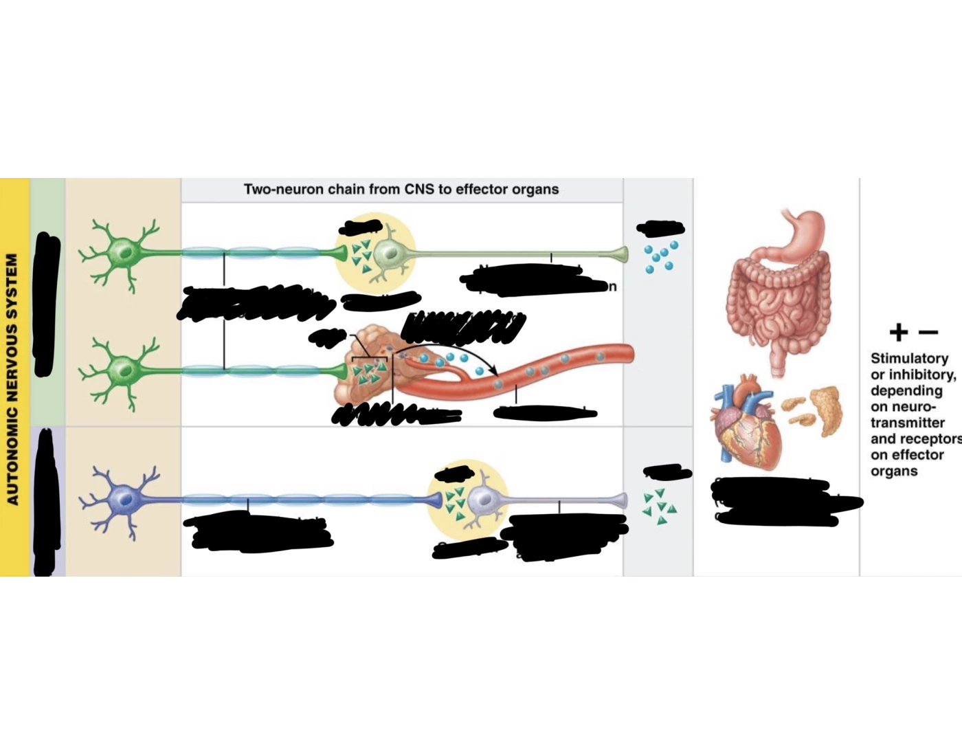 Peripheral NS two neuron chain Quiz