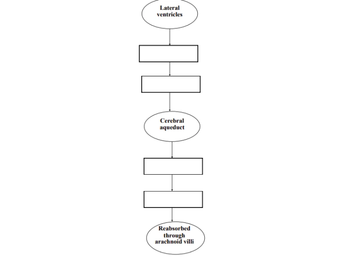 Path of CSF flow — Printable Worksheet