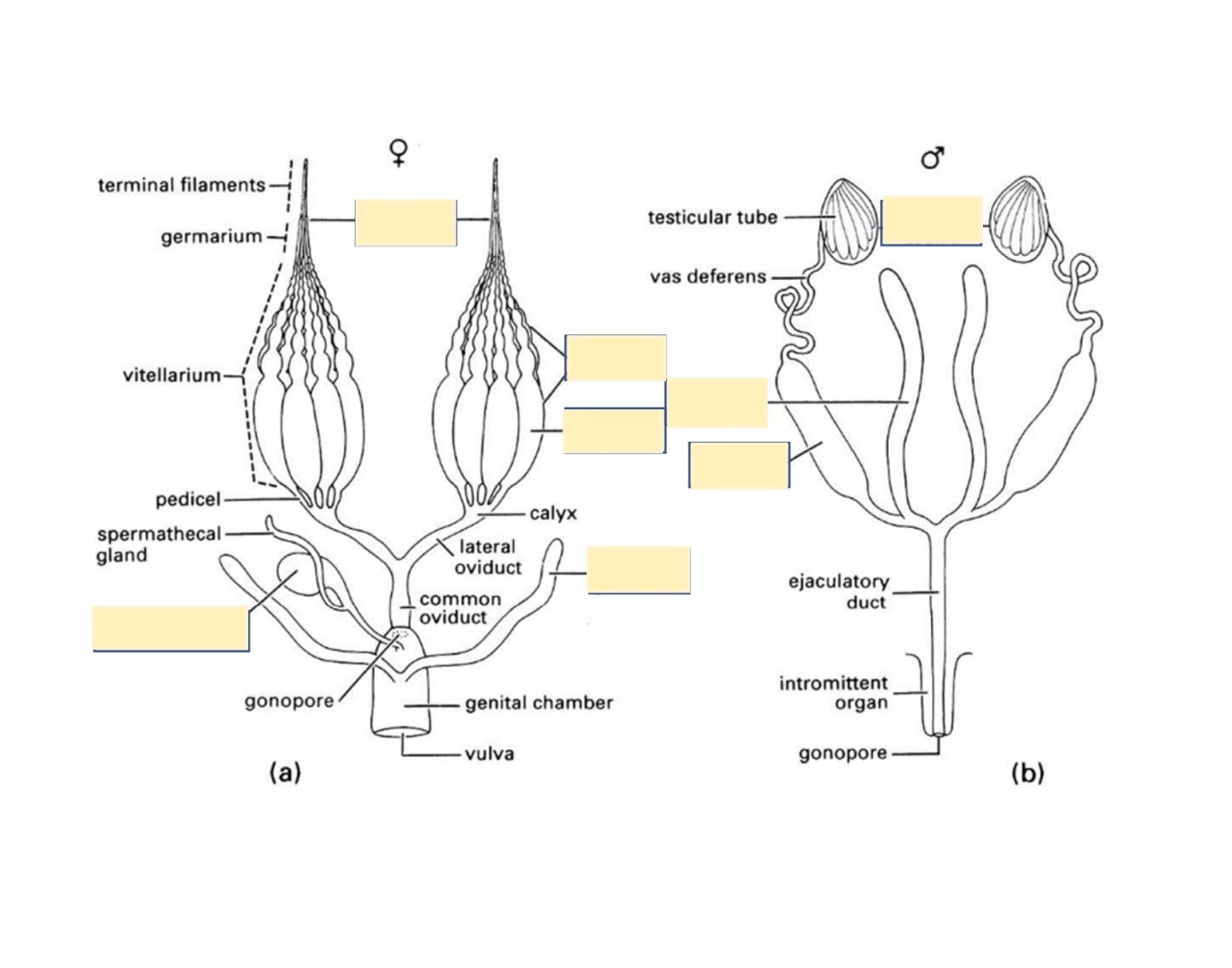 Reproductive System In Insects Insect Reproductive System Quiz