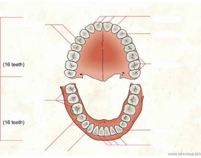 Teeth labeled Quiz