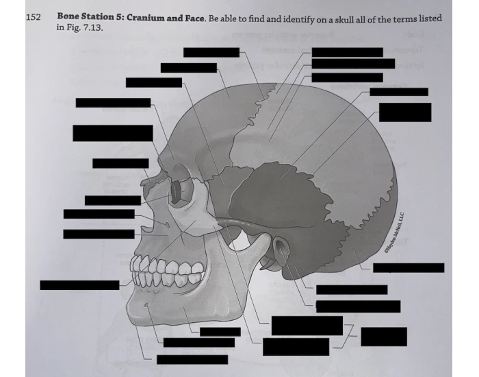 Human Skull Quiz