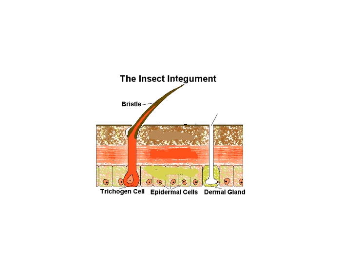 Insect Skin Layers Quiz