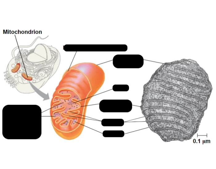 Mitochondria Worksheet.pdf Parts of a mitochondria — Printable Worksheet
