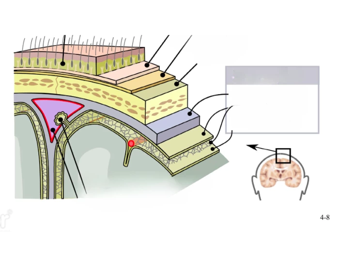 Brain Development Layer layers of brain Quiz