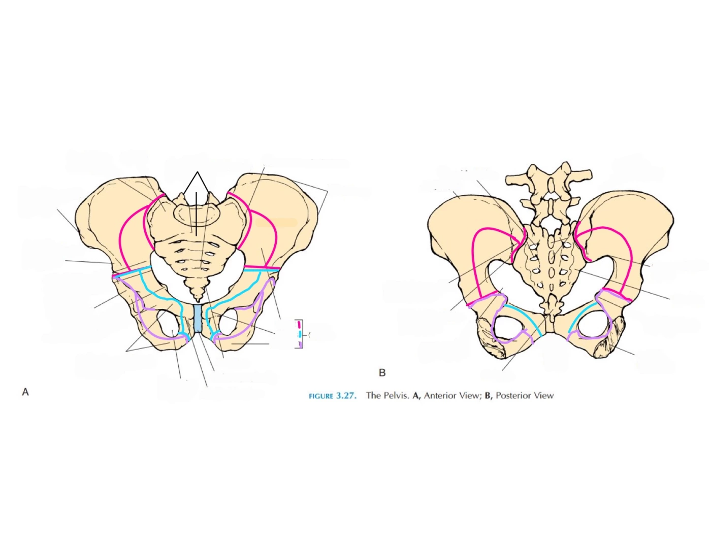 Pelvic Girdle Label Printable Worksheet