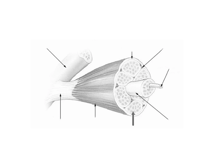 Skeletal Muscle Structure Part Two Quiz Skeletal Muscle Structure Part Two Quiz