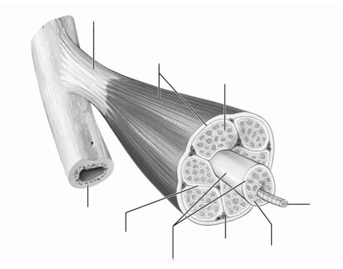 Skeletal Muscle Structure Part One Quiz Skeletal Muscle Structure Part One Quiz
