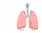 Lobes of the Lung