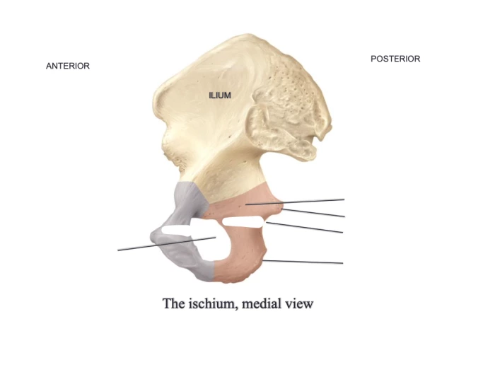 Fischilum ischium boney landmarks , medial view Quiz