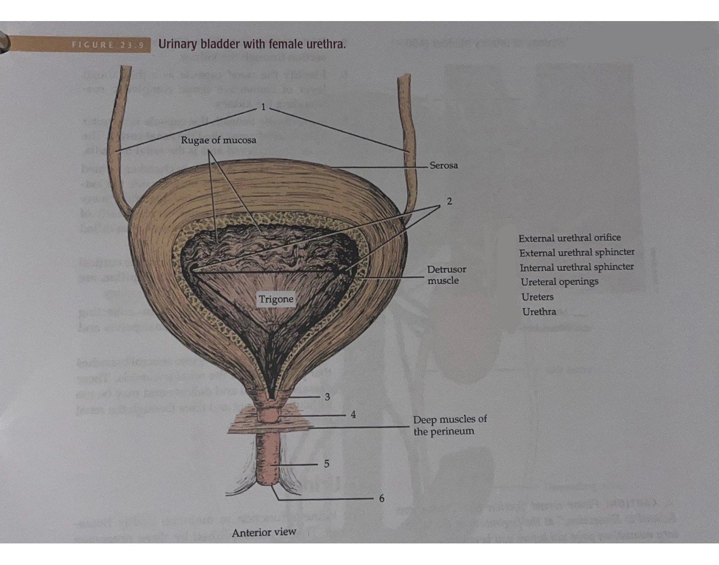 Urinary Bladder With Female Urethra Printable Worksheet