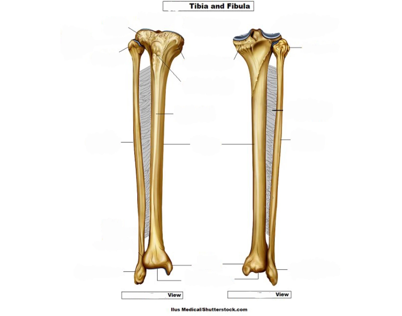 Tibia and fibula label — Printable Worksheet
