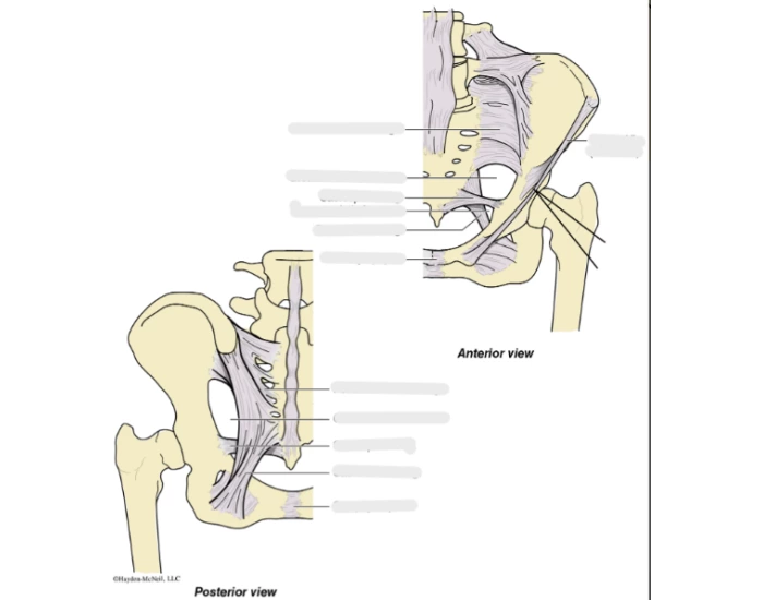 Ligaments Of The Pubic Girdle Printable Worksheet ligaments-of-the-pubic-girdle-printable-worksheet