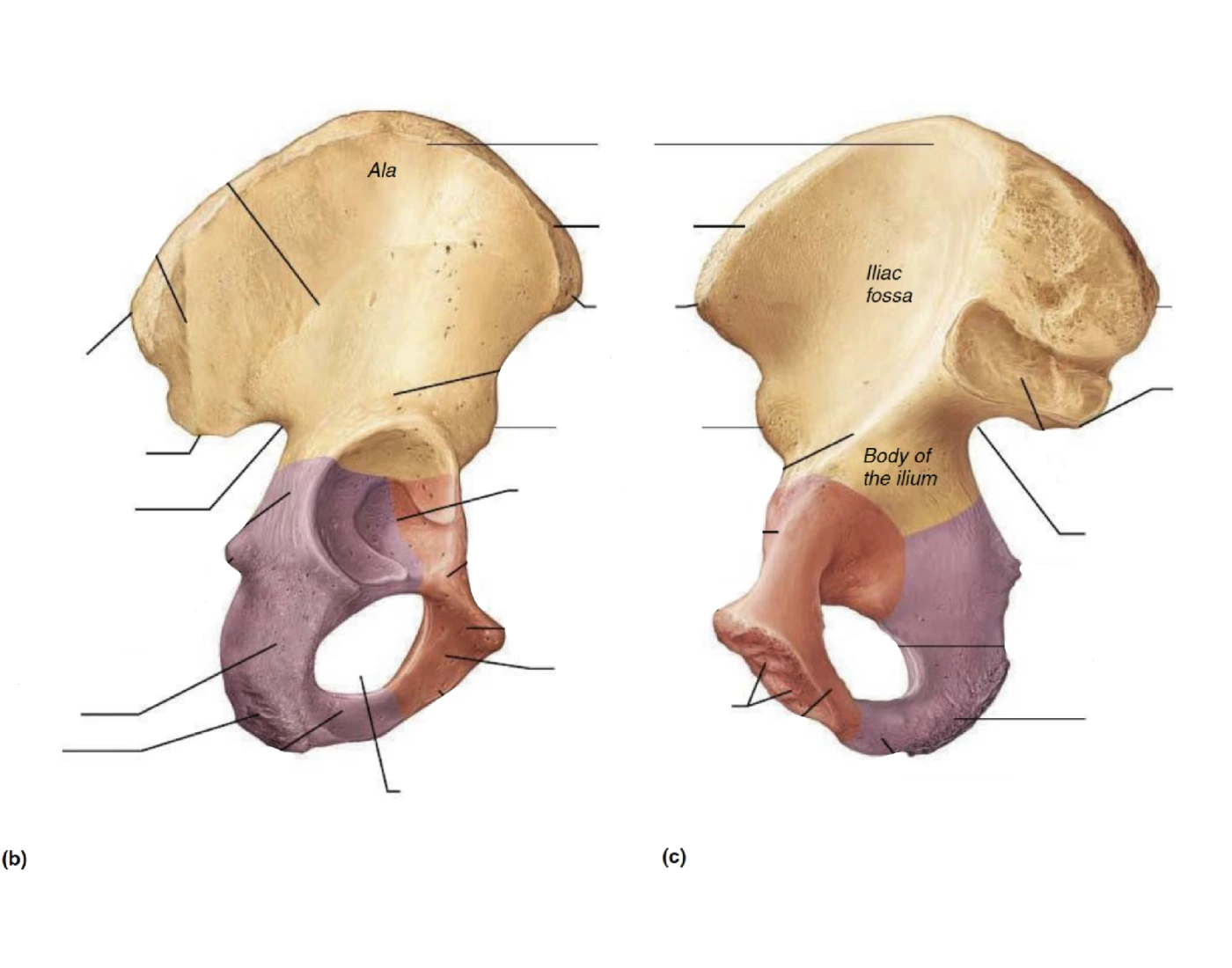 Left Ischium Ilium, ischium, and pubis (right hip bone) Quiz