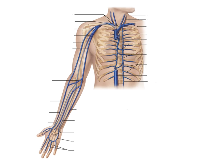 Hum Rt Arm lab quiz part 2 quiz 3 H arm