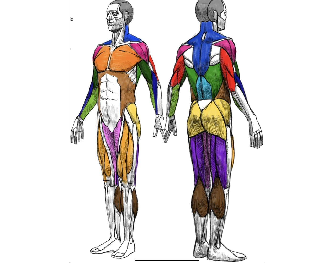 Color coded Muscle Quiz