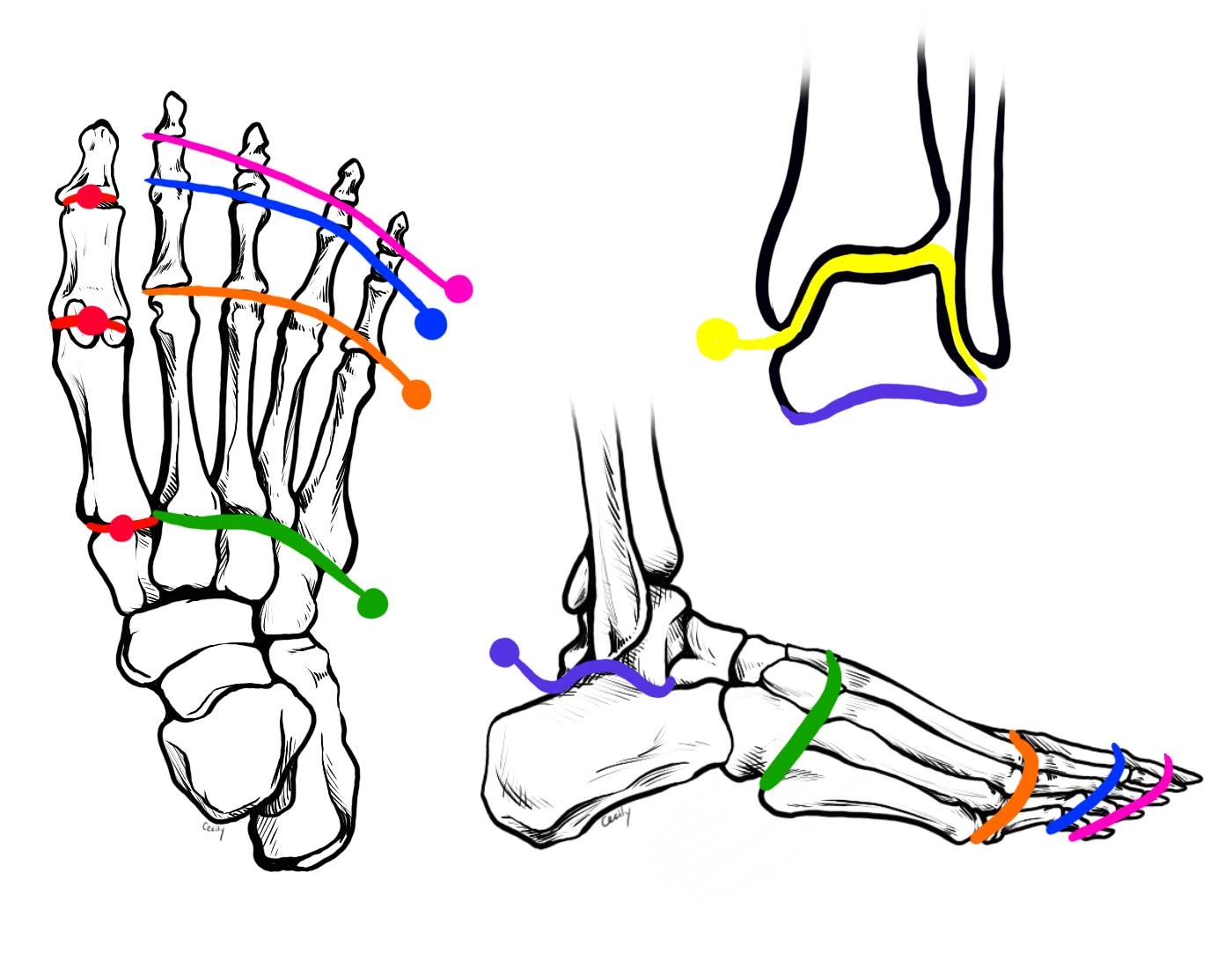 Foot/Ankle Joints Quiz