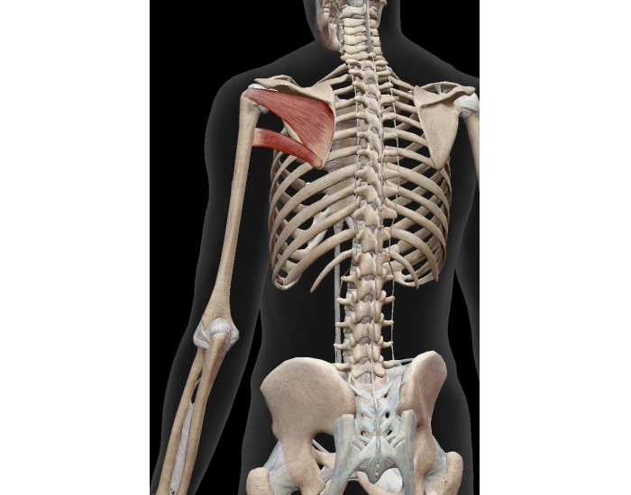 posterior head of humerus GH: lateral rotation Quiz