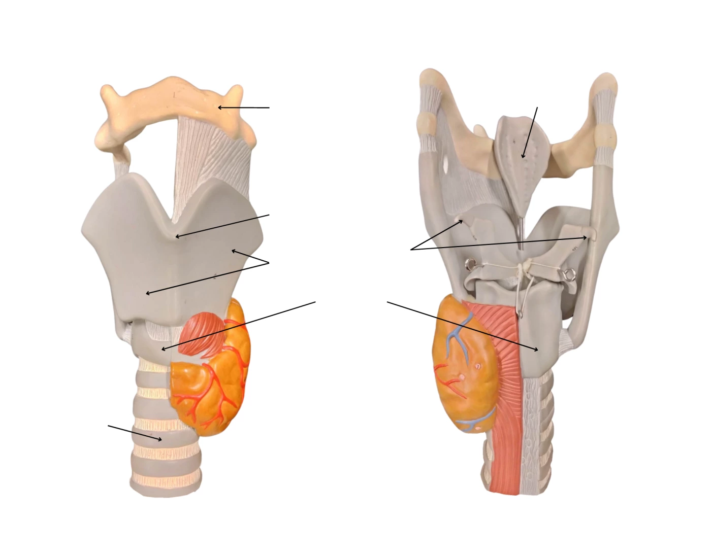 Respiration Neck anatomy Quiz