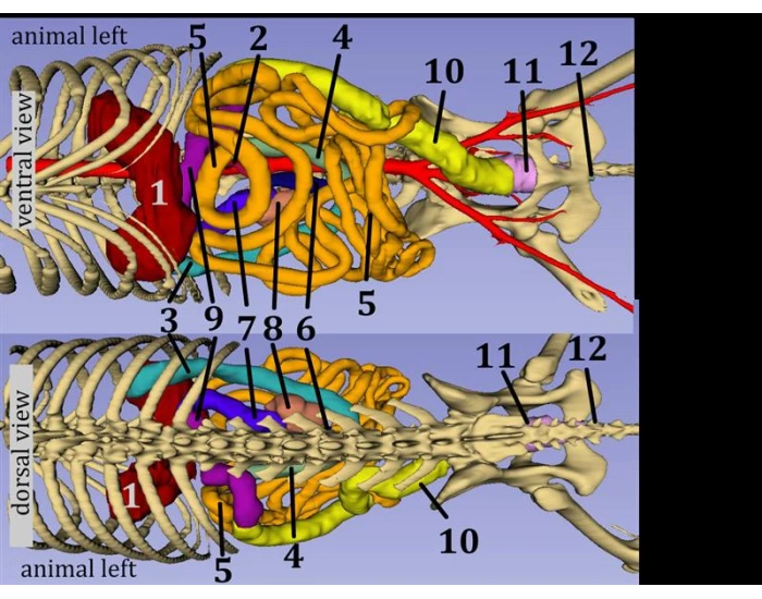 Abdomen Anatomy of a Canine Quiz